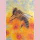 Klein Insectenboek 4 - Bij op zomerbloemen